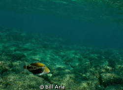 Humuhumunukunukuapuaa by Bill Arle 